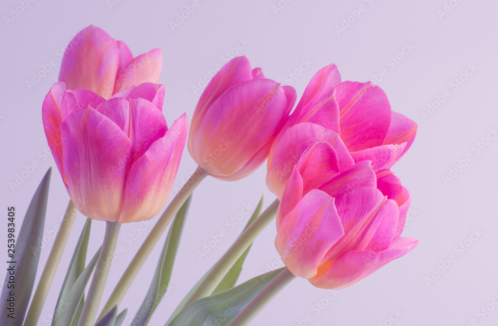 Fototapeta premium Pink tulip on background.