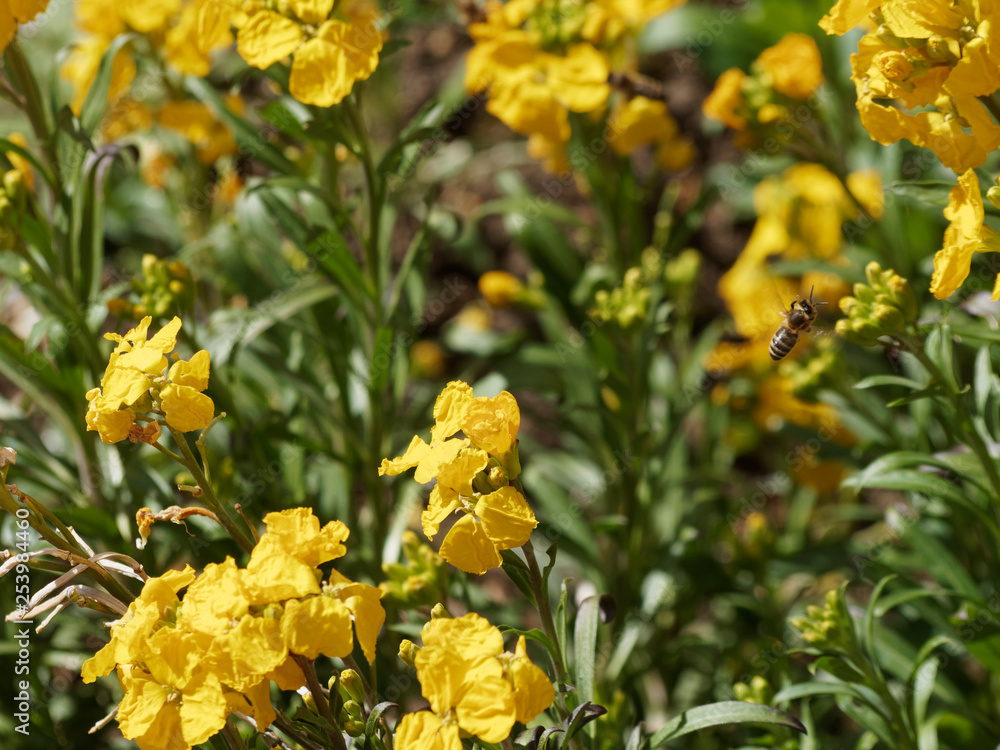 Erysimum cheiri - La giroflée jaune des murailles, une fleur printanière  d'ornement des jardins parfumée qui attire les abeilles Photos | Adobe Stock