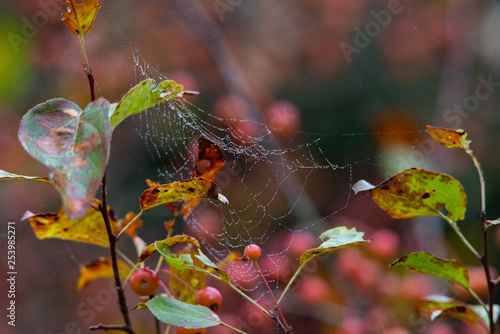 Dewy Cobwebs 