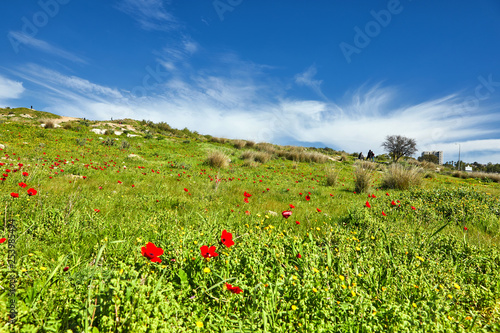 Red poppies on a green field against a blue sky