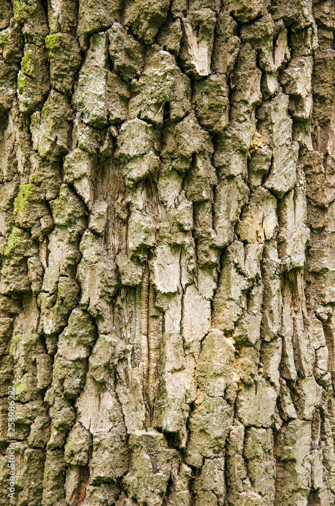 Tree bark Tree bark