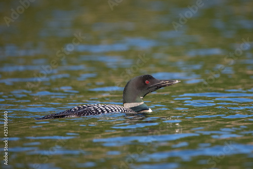 Common Loon (gavia immer) swimming in the lake