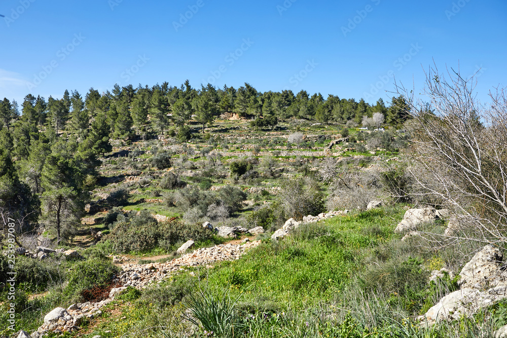 Forest of Sataf west of Jerusalem Israel. A beautiful area of hiking and enjoying the nature. 