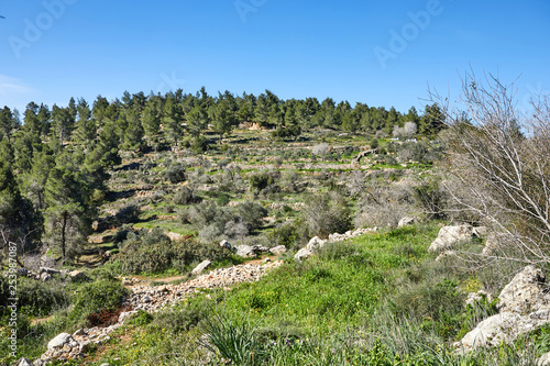 Forest of Sataf west of Jerusalem Israel. A beautiful area of hiking and enjoying the nature. 