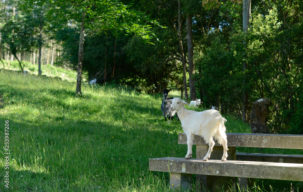 image of a herd of goats image of a herd of goats