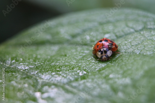 Ladybug on Leaf - Photograph
