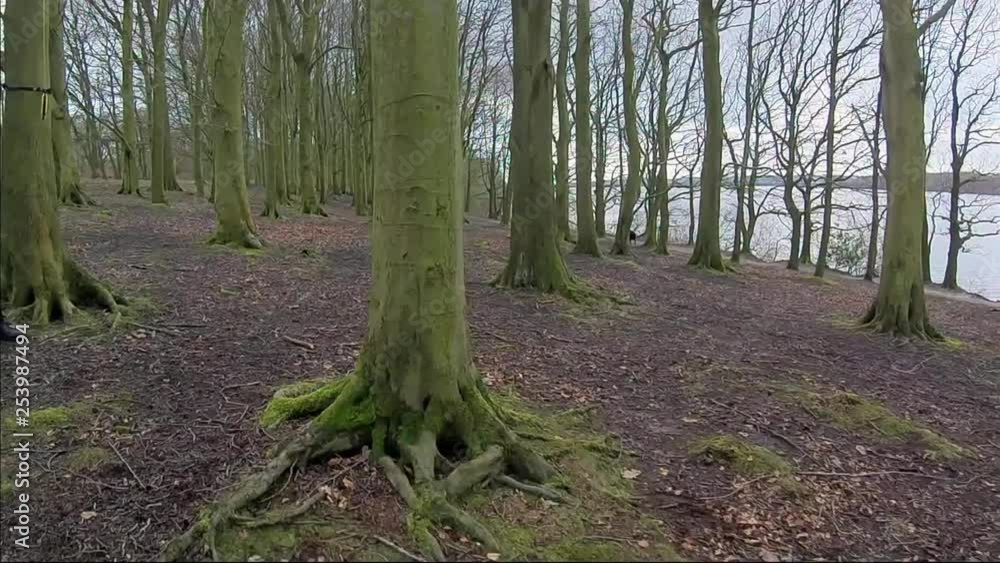 Slow motion pull back cable cam through woodland trees looking through to lake in background. Slow motion pull back cable cam through woodland trees looking through to lake in background.
