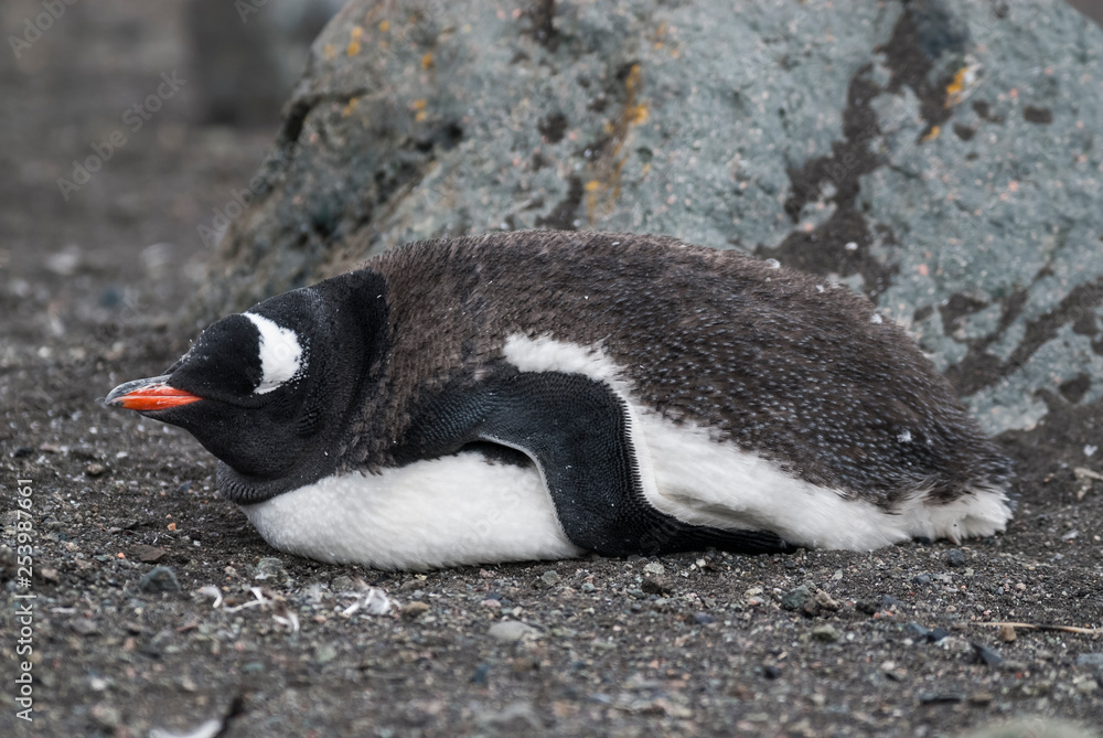 Naklejka premium Gentoo Penguin,Hannah Point, Antartica