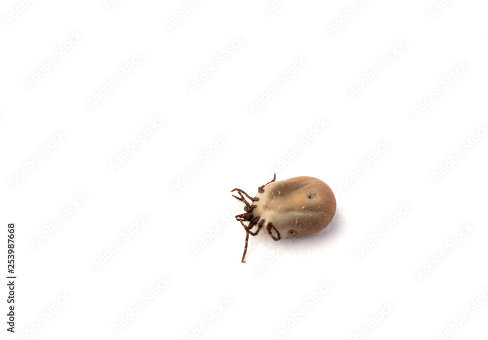 Dead tick on white background. Dead tick on white background.