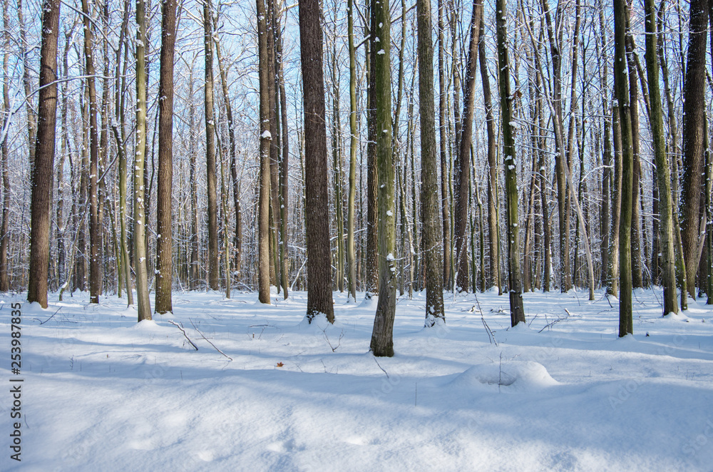 Naklejka premium Forest in winter time