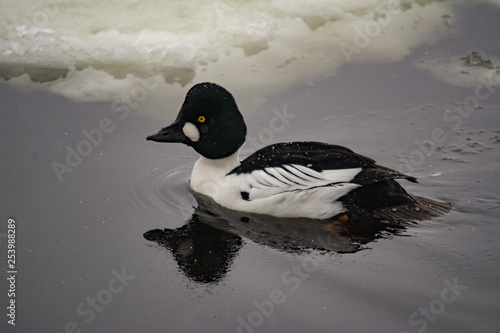 Common Goldeneye (Bucephala clangula) swimming along the ice