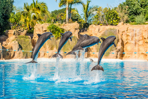 Dolphins jumping spectaculary high at aquarium show.