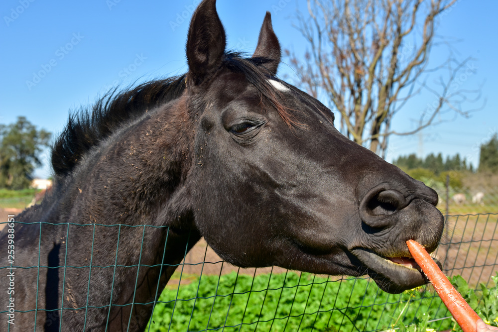 Portrait of horse. A bay horse is eating a carrot. Carrot delicacy for