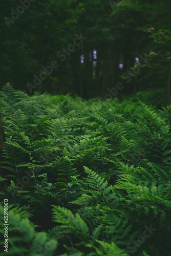 ferns in the forest