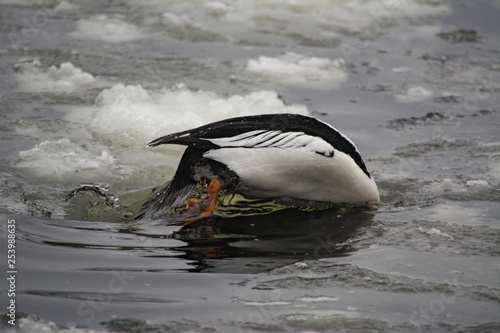 Common Goldeneye (Bucephala clangula) diving into the icy water
