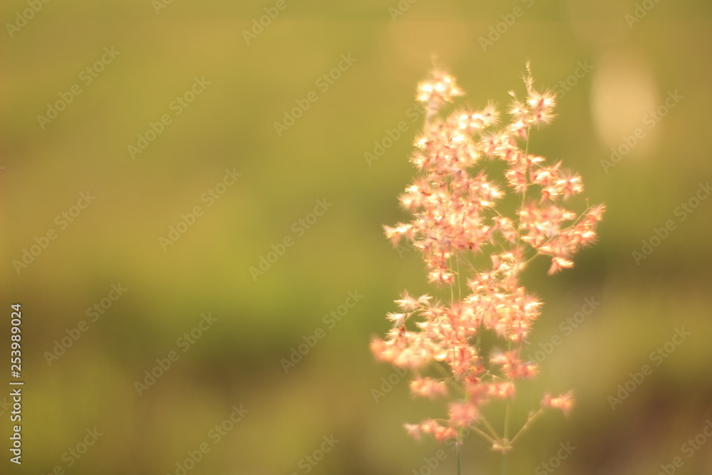 Blur grass flower sunrise for background in the morning. Blur grass flower sunrise for background in the morning.