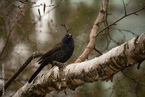 Common Grackle 