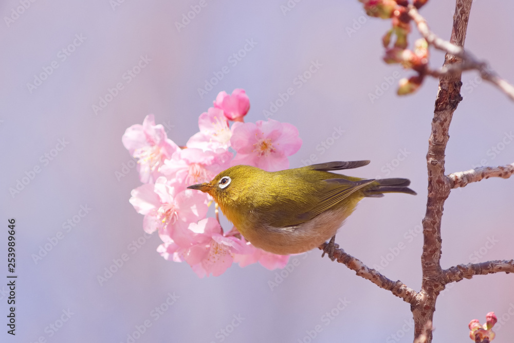 メジロと河津桜