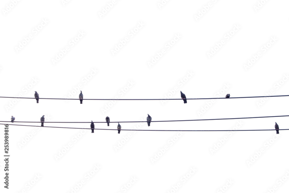 Birds on a wire white background, Rock Pigeon Birds on a wire white background, Rock Pigeon