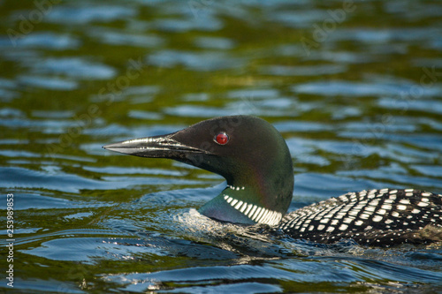 Common Loon (gavia immer) swimming in the lake 