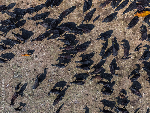 Cows aerial view, Buenos Aires,Argentina