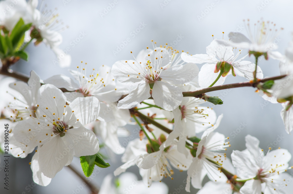 white cherry tree flower in spring white cherry tree flower in spring