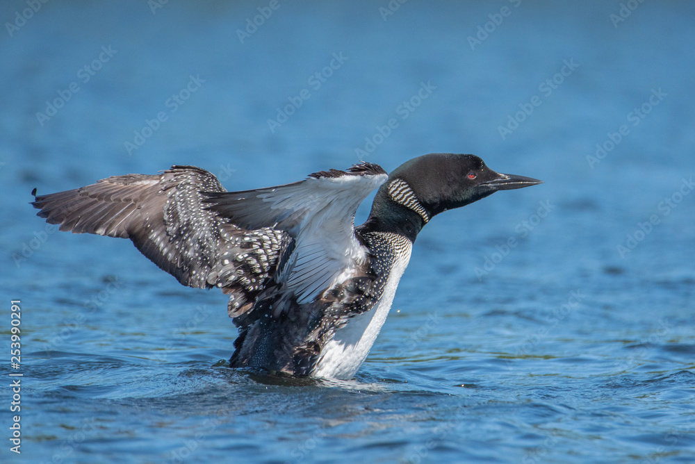 Fotografie Common Loon (gavia immer) spreading its wings