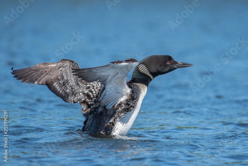 Common Loon (gavia immer) spreading its wings
