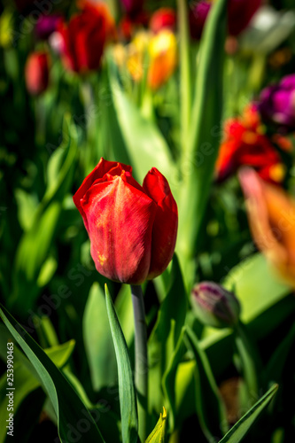 Netherlands,Lisse, a close up of a flower © SkandaRamana