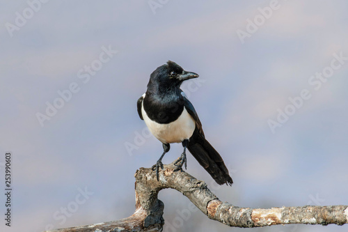 Eurasian magpie (pica pica) sits on a branch