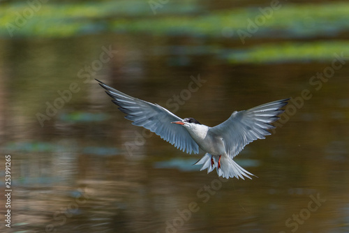 Common Tern (Sterna hirundo) coming in for landing