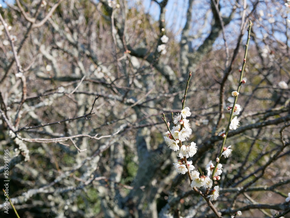 Fototapeta premium 梅の花