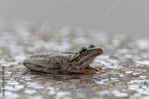 Cuban Tree Frog (osteopilus septentrionalis) portrait side view 
