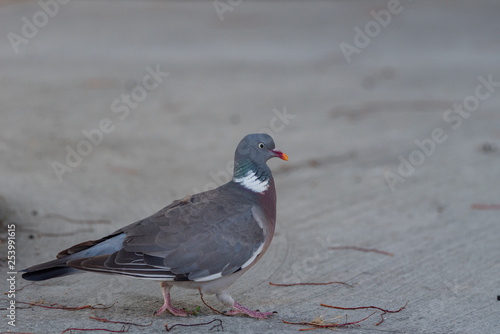 Common Wood Pigeon (columba palumbus) wandering the streets of Copenhagen