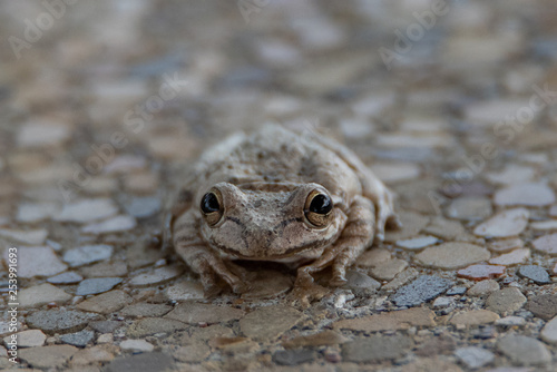 Cuban Tree Frog (osteopilus septentrionalis) portrait head on  photo