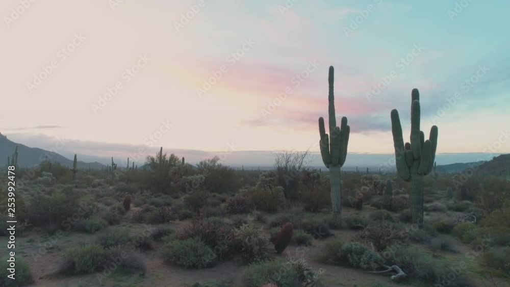 Lush Sonoran Desert and Mountains with Cacti at Sunrise Travel Through Lush Sonoran Desert and Mountains with Cacti at Sunrise Travel Through