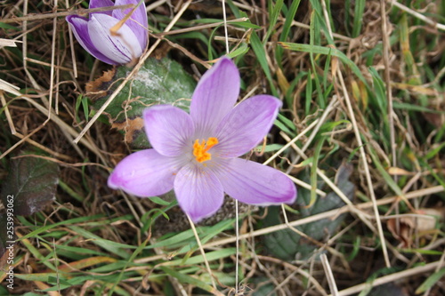 first fruits of flowers. spring is coming. here the first plants of March bloom, the good season arrives