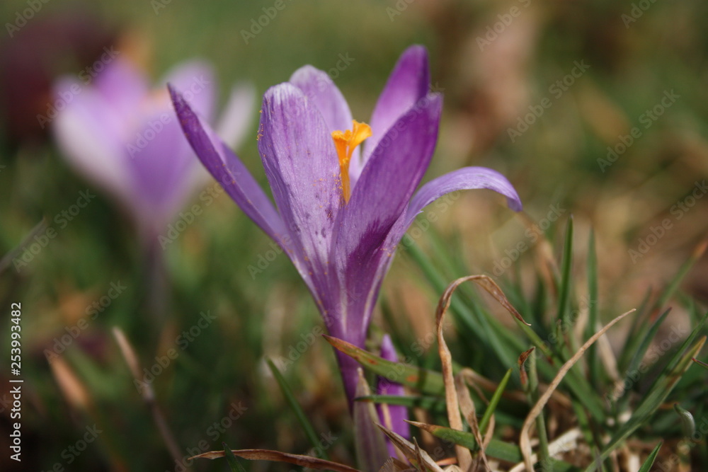 first fruits of flowers. spring is coming. here the first plants of March bloom, the good season arrives first fruits of flowers. spring is coming. here the first plants of March bloom, the good season arrives