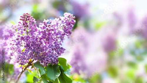 Canvas Print Springtime landscape with bunch of violet flowers