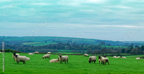 Sheep in rural setting.