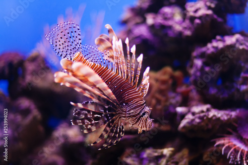 Foto Red lionfish Pterois miles swimming hunting in ocean