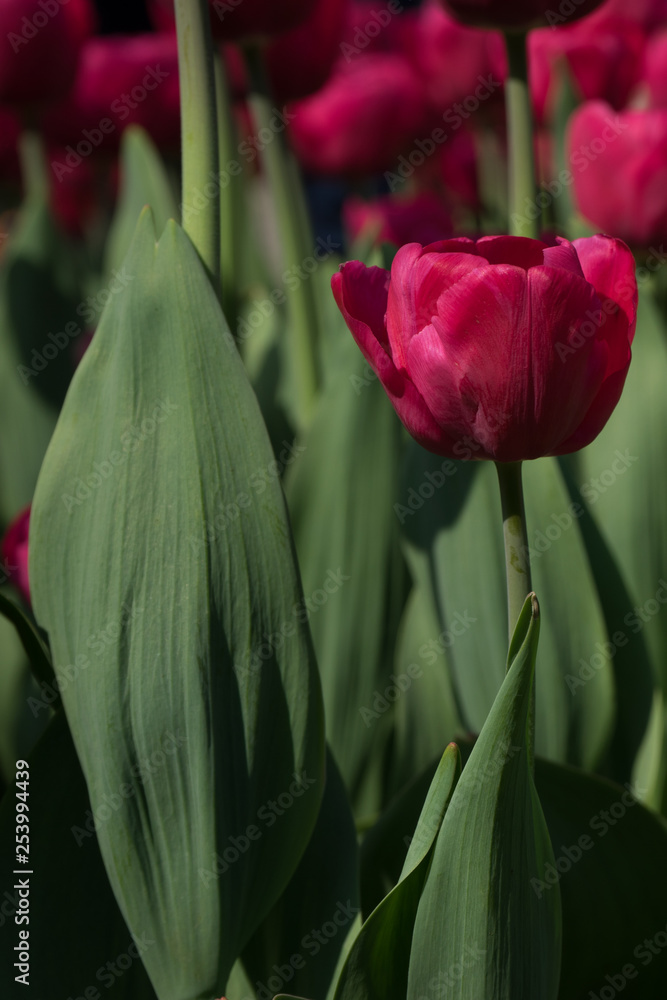 Netherlands,Lisse, a close up of a flower Netherlands,Lisse, a close up of a flower