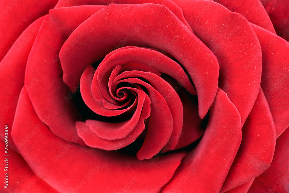 Beautiful blooming red rose close up. Petals of a garden rose. Beautiful blooming red rose close up. Petals of a garden rose.