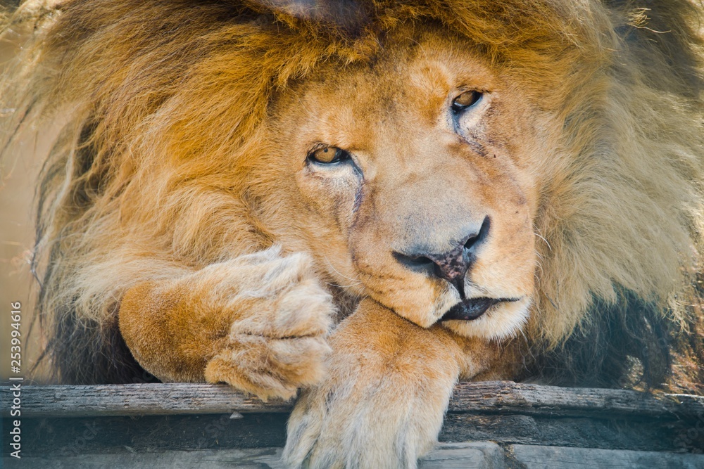 Naklejka premium Old sad lion sitting in