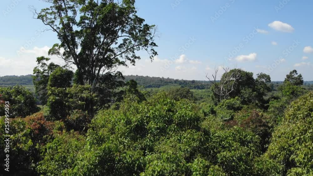 Aerial View Descending Through Thick Jungle Canopy. Aerial View Descending Through Thick Jungle Canopy.
