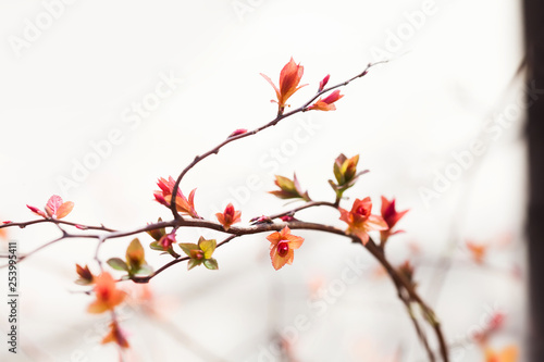 Beautiful spring bush with blossoming red pink leaves. macro picture plant, sunny day in the park. Shallow depth of field, selective focus