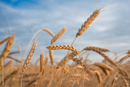 wheat crop. field.