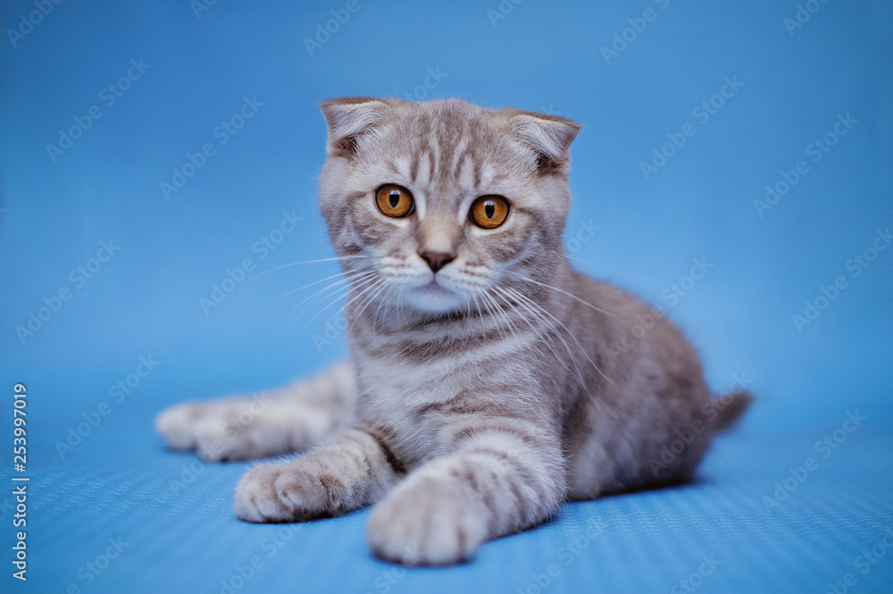 Little kitten on a black background