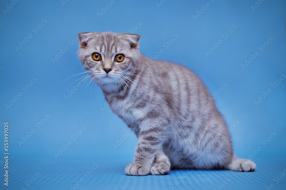 Little kitten on a black background Little kitten on a black background
