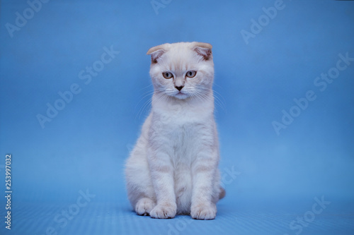 Little kitten on a black background photo